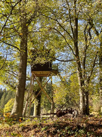 Une guérite se trouve entre de grands arbres dans la forêt. Le feuillage est vert, et le soleil brille à travers les feuilles.