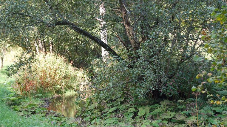 Een rustige bossectie met een grote boom en weelderig groen. Dicht bij de boom stroomt een kleine vijver.