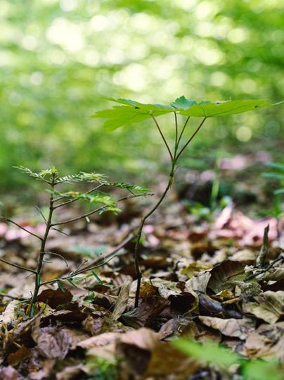 Eine kleine Pflanze wächst zwischen Laub im Wald. Der Hintergrund ist verschwommen und zeigt ein grünes, naturlastiges Umfeld.