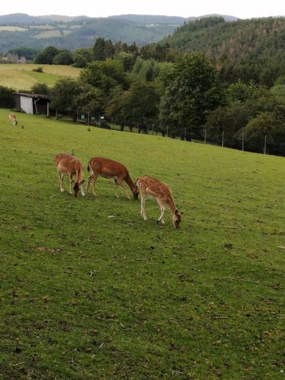 Drei Rehe grasen auf einer grünen Wiese. Im Hintergrund sieht man sanfte Hügel und Bäume.