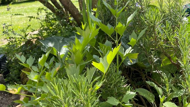 Un jardin d'herbes luxuriant avec différentes plantes. En arrière-plan, un jardin ensoleillé et une belle zone sont visibles.