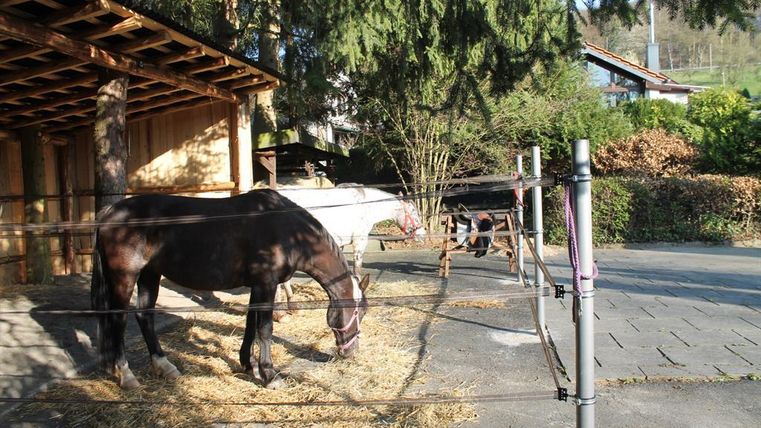Two horses in a stable, one of them is black and is eating hay. The surroundings are green with trees and bushes.