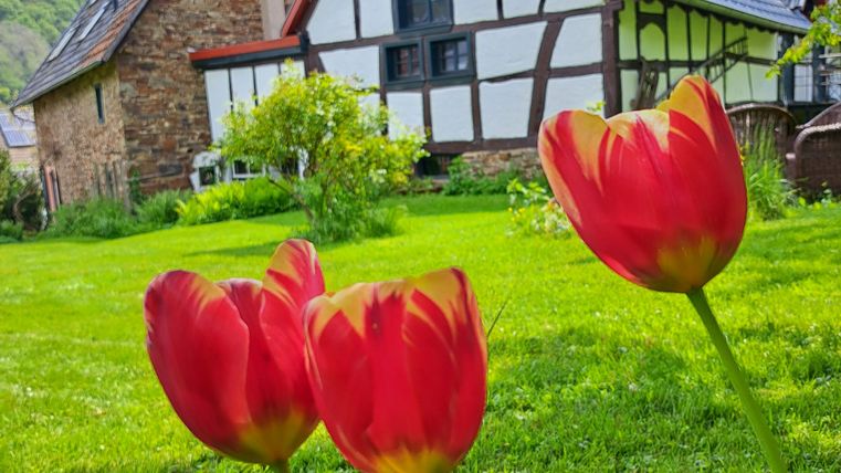 A charming half-timbered house surrounded by green grass. In the foreground, brightly colored red tulips are blooming.