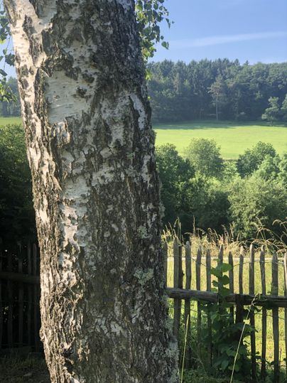 A tree trunk with rough bark stands in the foreground. In the background, a green meadow and a forest stretch out.