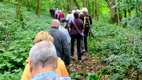 Eine Gruppe von Menschen wandert auf einem schmalen Pfad durch einen grünen Wald. Bäume und üppiges Unterholz umgeben den Weg.