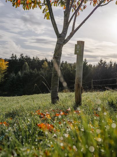 Ein Baum mit Herbstlaub und ein Holzpfosten auf einer Wiese, im Hintergrund ein Wald.