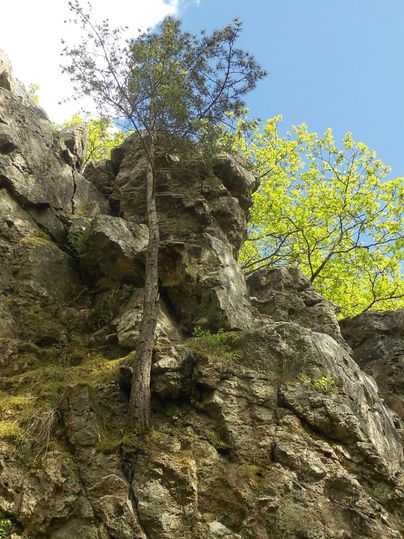 A rocky cliff with a tree growing on top. The sky is blue and partly cloudy.