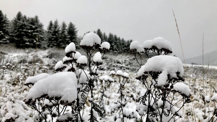 Een winterlandschap met besneeuwde planten. Op de achtergrond zijn besneeuwde bomen en een grijze lucht te zien.