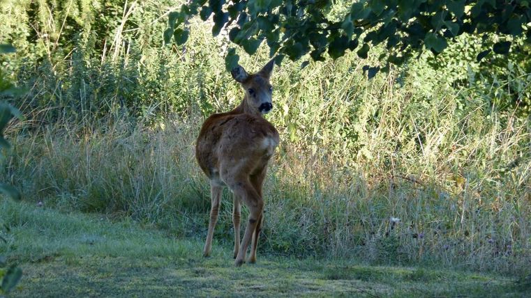 Ein Reh steht im Grünen, umgeben von hohem Gras und Bäumen. Die Umgebung wirkt ruhig und naturnah.