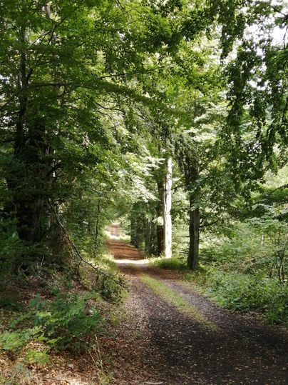 Ein Waldweg gesäumt von hohen Buchen, die ein grünes Blätterdach bilden.
