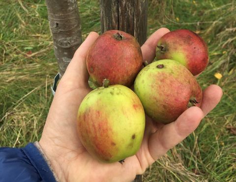 Eine Hand hält vier Äpfel, zwei grüne und zwei rote. Im Hintergrund sind grüne Wiesen sichtbar.