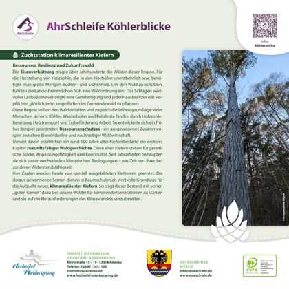 A portrait-oriented image of a tall tree, surrounded by other trees in the forest. It is an information station about climate-resilient pines.