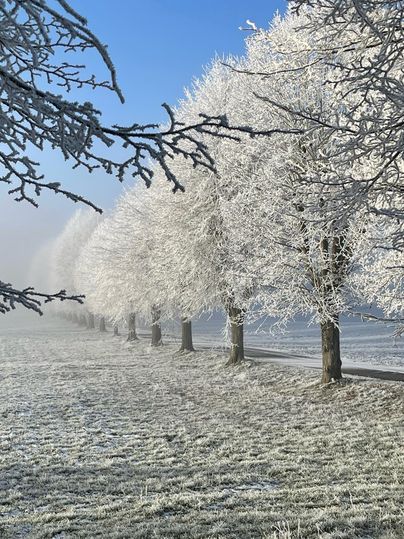 Un paysage d'hiver avec des arbres gelés et un ciel dégagé. Le sol est recouvert de givre, ce qui rend la scène particulièrement belle.