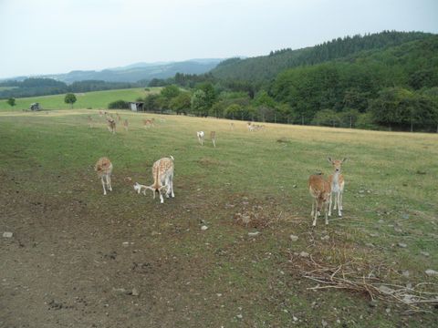 Eine Weide mit einigen Rehen, die grasen. Im Hintergrund sind sanfte Hügel und Bäume zu sehen.