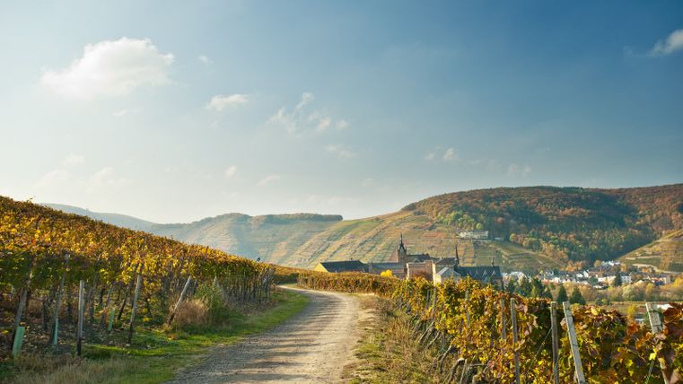 Wanderweg zwischen Weinstöcken im Herbst mit Blick auf die Klosteranlage Kalvarienberg in der Ferne