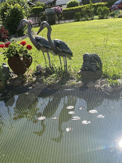 Een rustige tuin scène met twee gestileerde lepelaar en een kikker aan de rand van de vijver. In het heldere water drijven de waterleliebladeren.