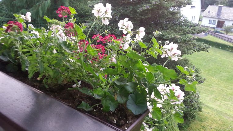 Un pot de fleurs avec des géraniums rouges et blancs est posé sur un balcon. En arrière-plan, on peut voir une prairie verte et quelques arbres.