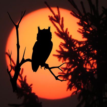 Eine Eule sitzt auf einem Ast vor einem großen, leuchtenden roten Sonnenuntergang. Silhouetten von Bäumen umrahmen die Szene.