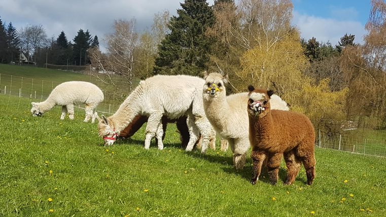 Eine Gruppe von Alpakas steht auf einer grünen Wiese. Im Hintergrund sind Bäume und ein blauer Himmel zu sehen.