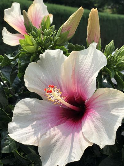 Une grande fleur d'hibiscus en blanc et rose, entourée de boutons verts. Elle brille au soleil et montre ses couleurs vives.