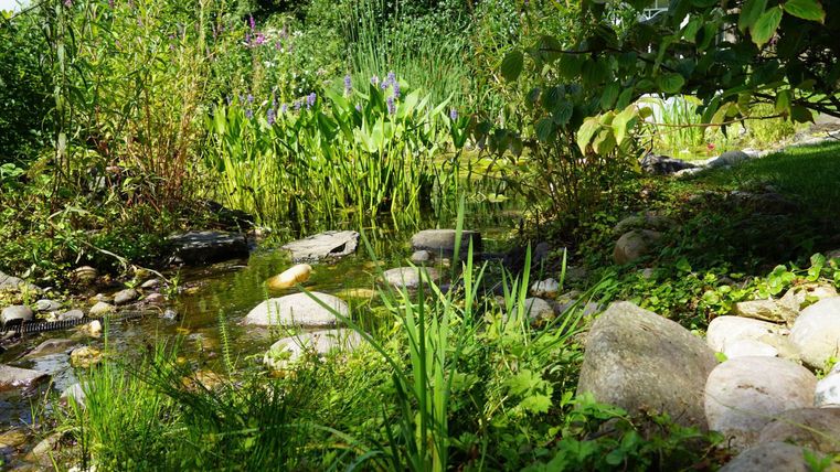 Ein ruhiger Garten mit einem kleinen Teich und vielen Pflanzen. Steine hängen am Ufer, während das Wasser klar ist.