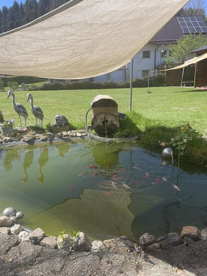 A quiet pond with colorful fish and a small waterfall. In the background, two storks are standing and a house is visible.