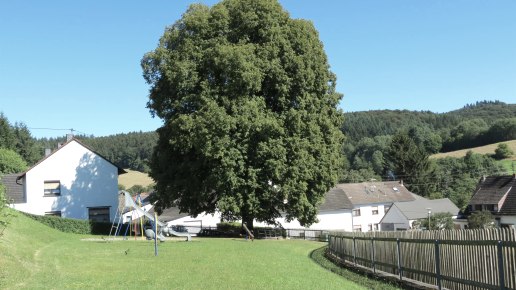 Wirft, &copy; VG Adenau