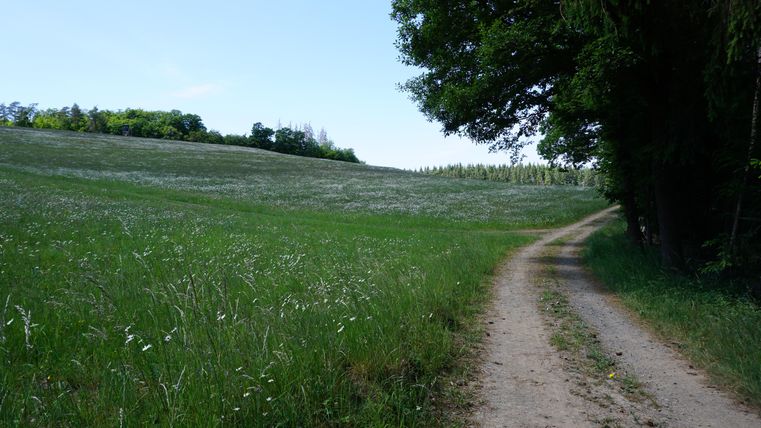 A quiet path leads through green meadows and fields. In the background, trees and a clear sky can be seen.