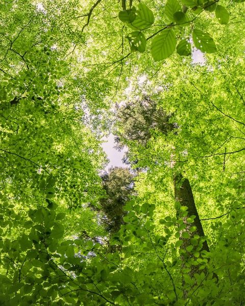 Ein grüner Wald mit dichtem Blattwerk und hohen Bäumen. Der Himmel ist leicht sichtbar zwischen den Ästen.