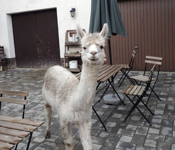 Besuch im Hofcafé, © SandrasEiflerAlpakas