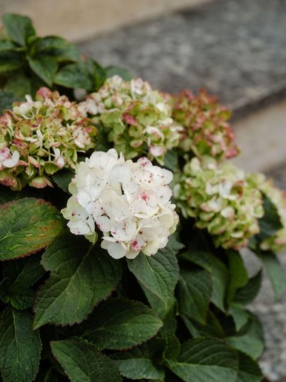 A plant with white and green hydrangea flowers. The leaves are green and juicy.