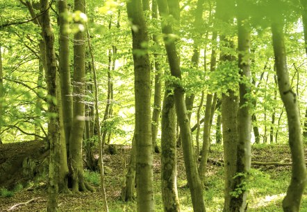 Die Waldfarben im leuchtendem Gr&uuml;n , &copy; TI Hocheifel-N&uuml;rburgring, D.Ketz 