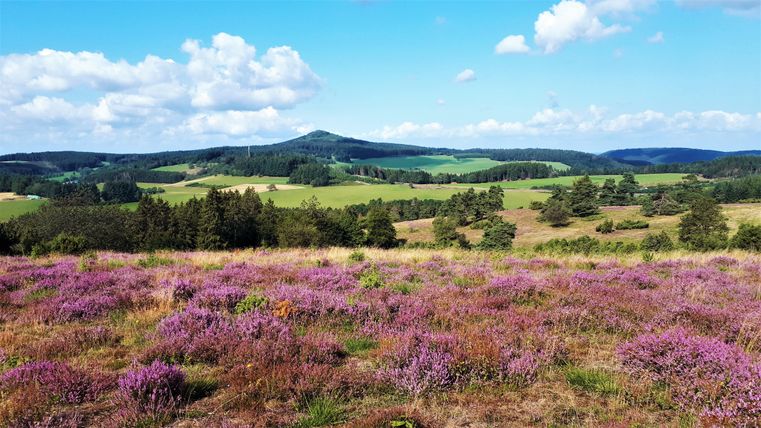 A picturesque landscape with purple blooming heath and green meadows. In the background, gentle hills can be seen under a blue sky.
