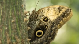 Schmetterling1, &copy; Eifalia