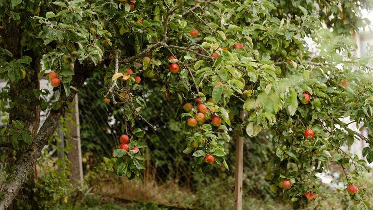 Ein Apfelbaum mit reifen, roten Äpfeln. Die grünen Blätter umgeben die Früchte und verleihen der Szene eine frische Ausstrahlung.