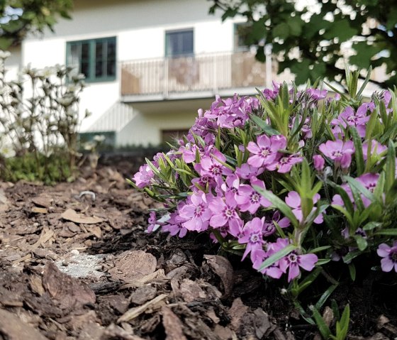 20200424_170526, &copy; Sch&auml;fer|Ferienwohnung EIFELWILD|Adenau