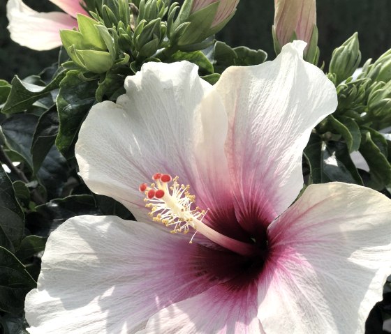 Fleur d'hibiscus, © Poll
