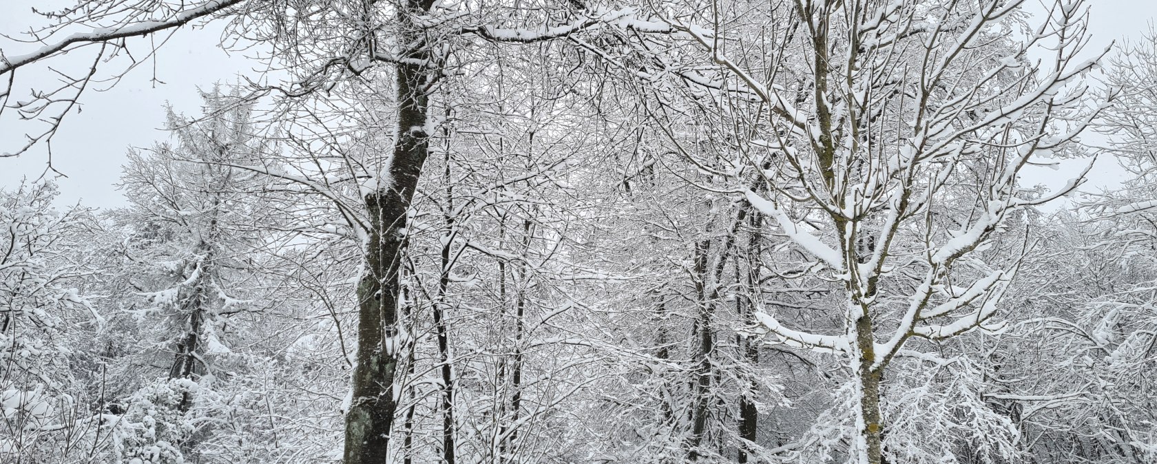 Randonnée hivernale avec des arbres couverts de neige dans le Hocheifel, © TI Hocheifel-Nürburgring