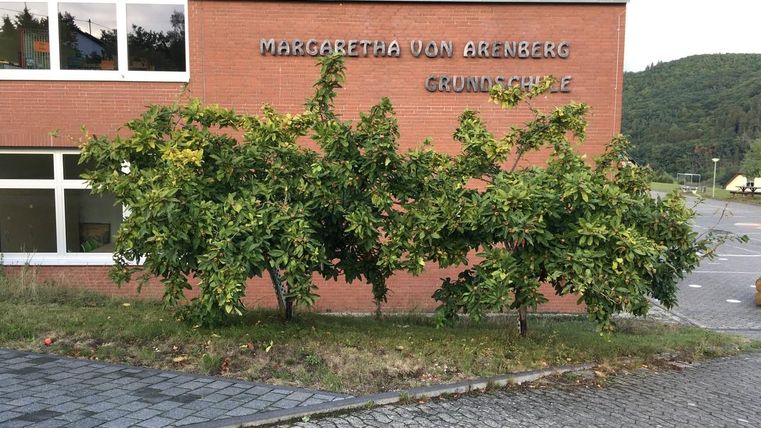 Eine Grundschule mit dem Namen "Margaretha von Arenberg" ist im Bild zu sehen. Ein dichtes, grünes Gebüsch wächst nahe der Fassade des Gebäudes.