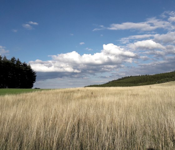 Wheat field in the Hocheifel, © Monika Hertel