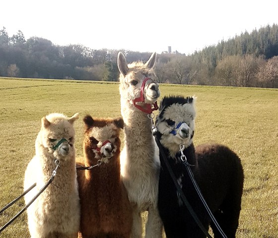 Alpacas at the Nürburgrig, © M.Terzan