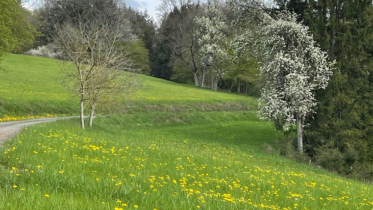 Une pelouse verte avec de nombreuses fleurs de pissenlit jaunes. À l'arrière-plan, on aperçoit des arbres et un ciel légèrement nuageux.