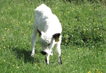 Kalb, © A. Bell