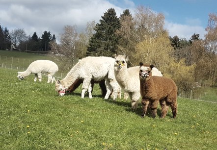 Die bunte Herde Alpakas, © M.Terzan