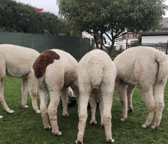 Alpaka-Team©SandrasEiflerAlpakas, © SandrasEiflerAlpakas