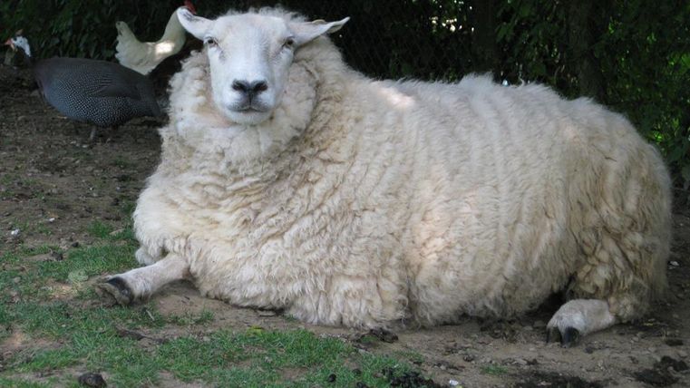 Ein dickes Schaf liegt entspannt auf dem Boden. Im Hintergrund sind einige andere Tiere zu sehen.