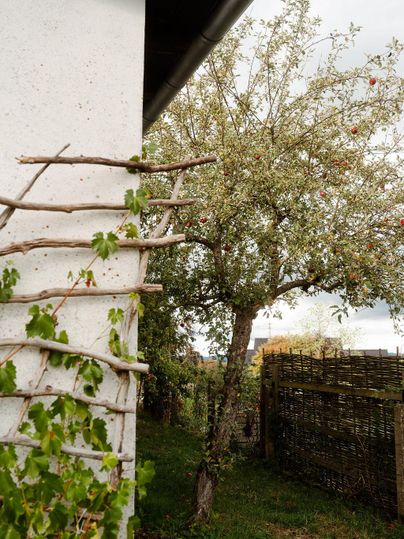 Ein kleiner Garten mit einem Apfelbaum und einer Rankhilfe aus Holz. Im Hintergrund sind schlichte Zäune und weiteres Grün sichtbar.