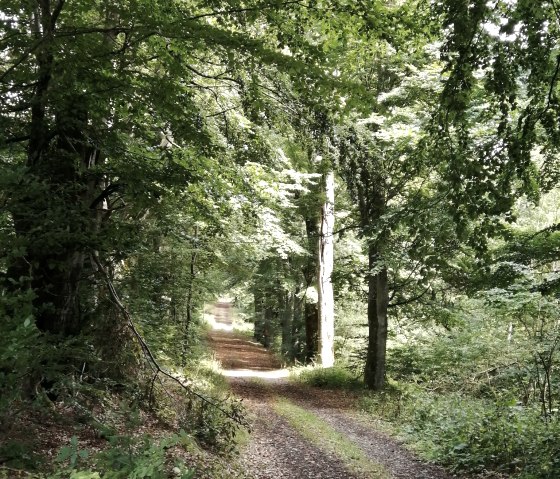 Ein schmaler Waldweg f&uuml;hrt durch eine Allee aus hohen Buchen, die ein dichtes Bl&auml;tterdach bilden. Sonnenlicht f&auml;llt durch die Bl&auml;tter., &copy; TI Hocheifel-N&uuml;rburgring&copy;D.Schmitz