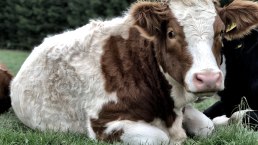 Kalb, © TI Adenau ©Sebastian_Schulte