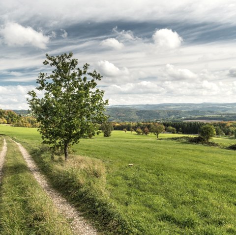 Ein Feldweg führt durch grüne Wiesen, gesäumt von Bäumen, mit Blick auf sanfte Hügel unter einem bewölkten Himmel., © TI Hocheifel-Nürburgring©D.Ketz